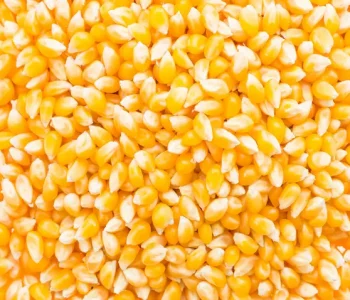 corn-cob-seed