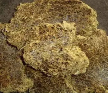 cottonseed-oil-cake (1)